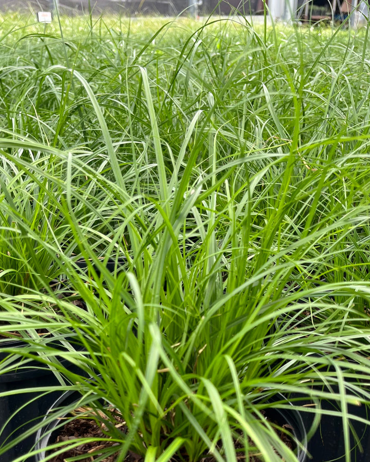 Carex cherokeensis (Cherokee Sedge)