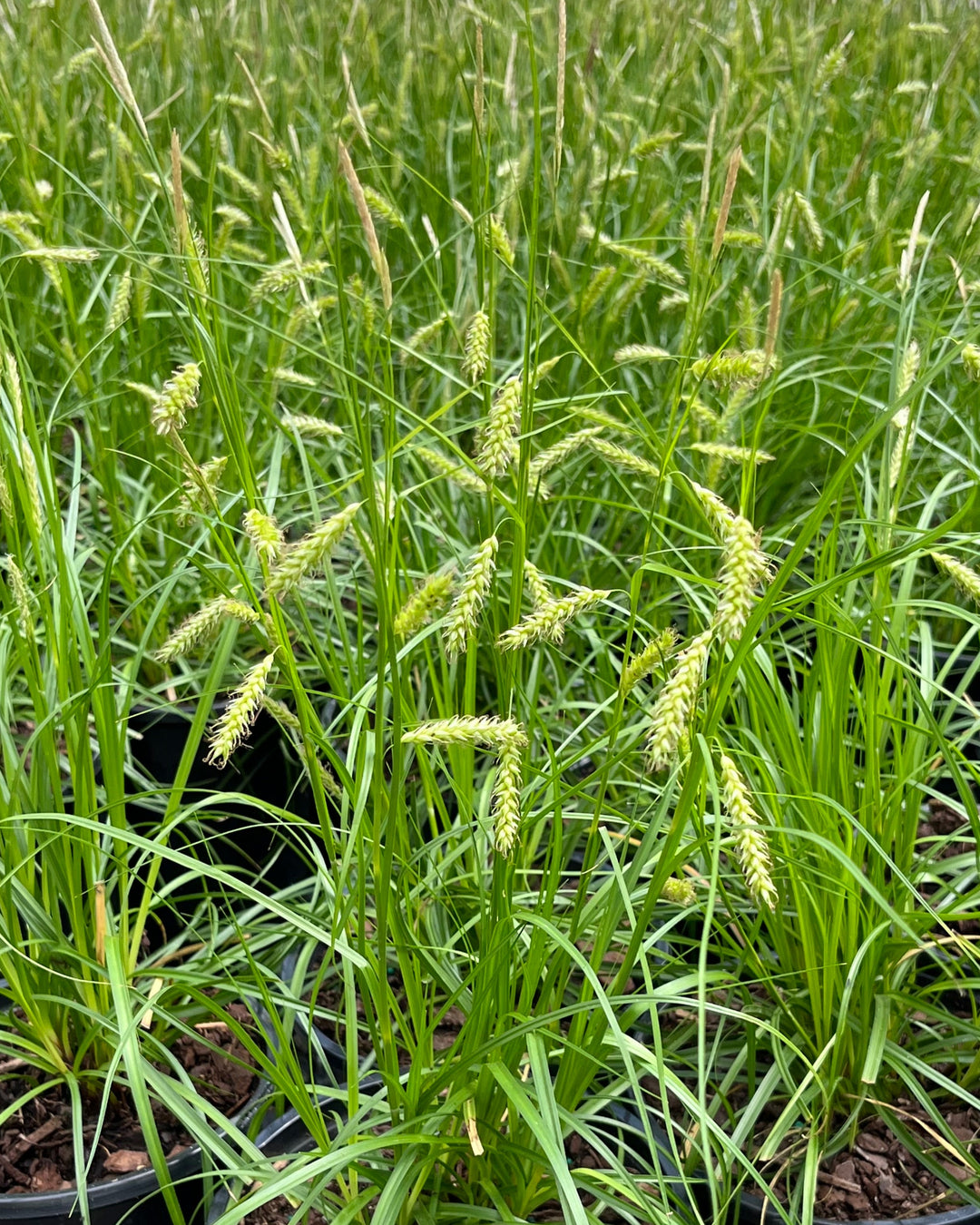 Carex cherokeensis (Cherokee Sedge)