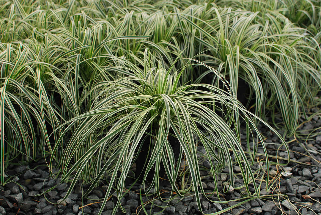 Carex x oshimensis 'Feather Falls' (Variegated Sedge)