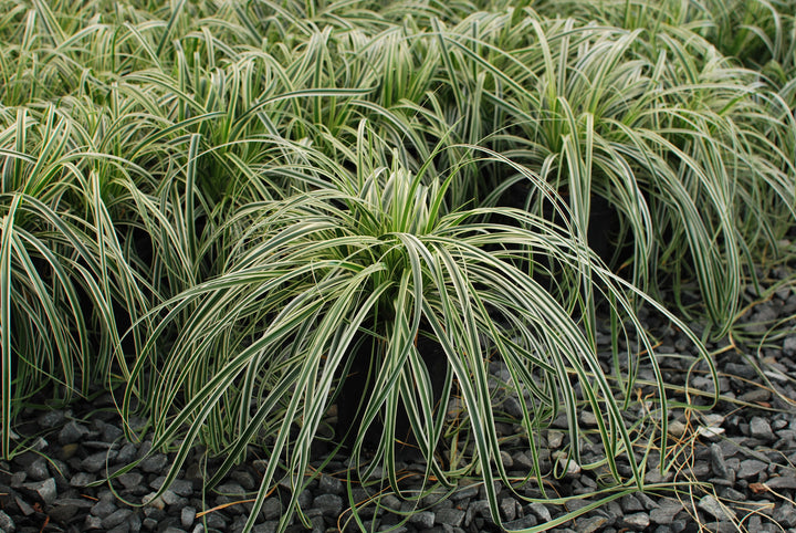 Carex x oshimensis 'Feather Falls' (Variegated Sedge)