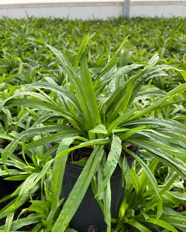 Carex plantaginea (Seersucker Sedge / Plantain-leaf Sedge)
