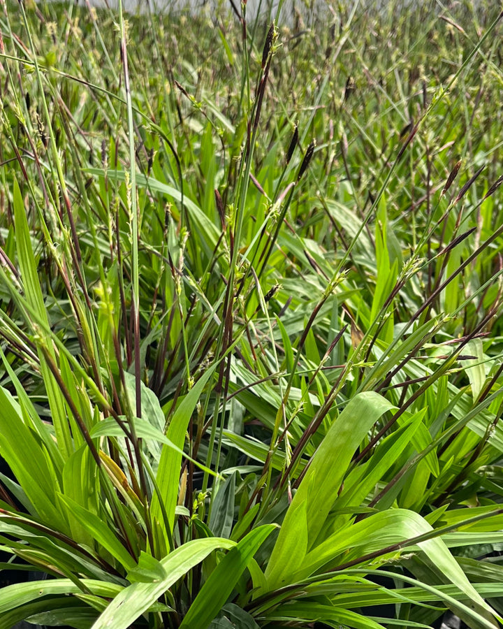 Carex plantaginea (Seersucker Sedge / Plantain-leaf Sedge)