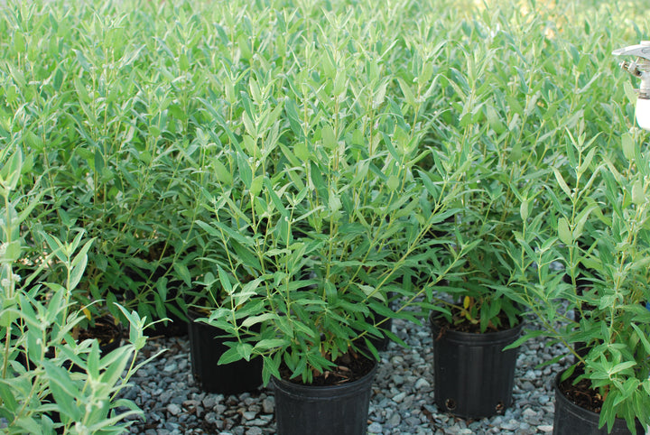 Caryopteris clandonensis 'Dark Knight' (Bluebeard)