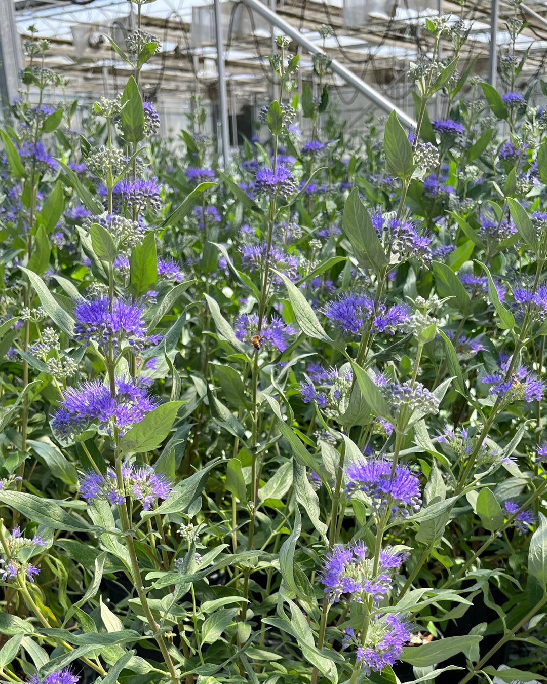 Caryopteris clandonensis 'Dark Knight' (Bluebeard)