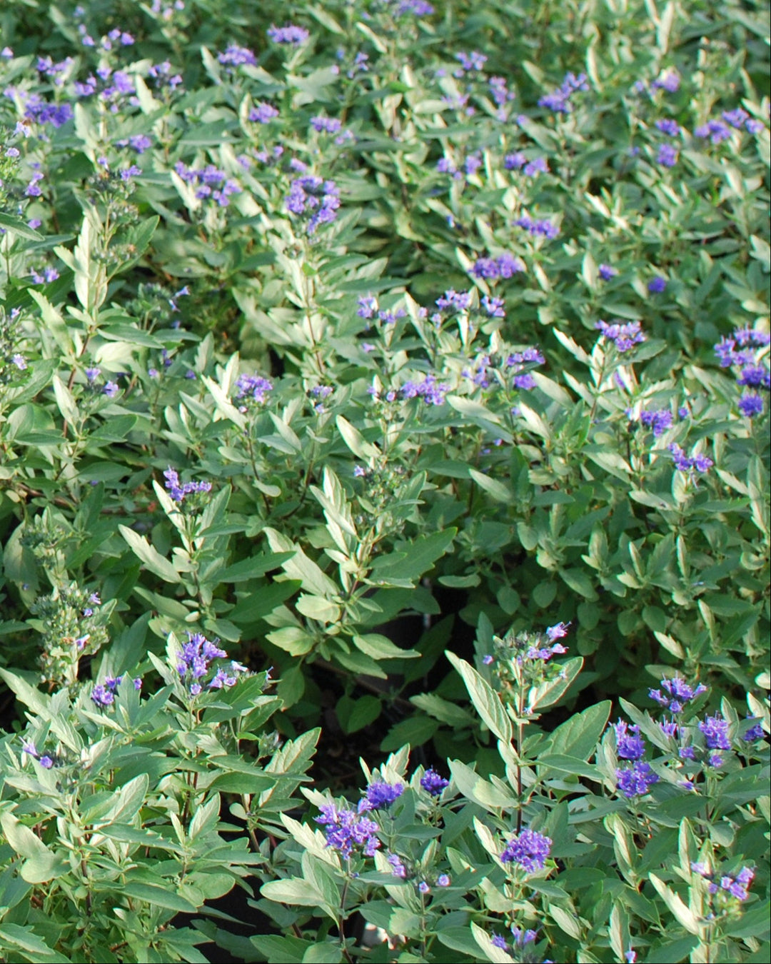 Caryopteris 'First Choice' (Blue Beard)
