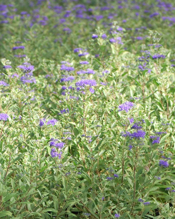 Caryopteris 'First Choice' (Blue Beard)