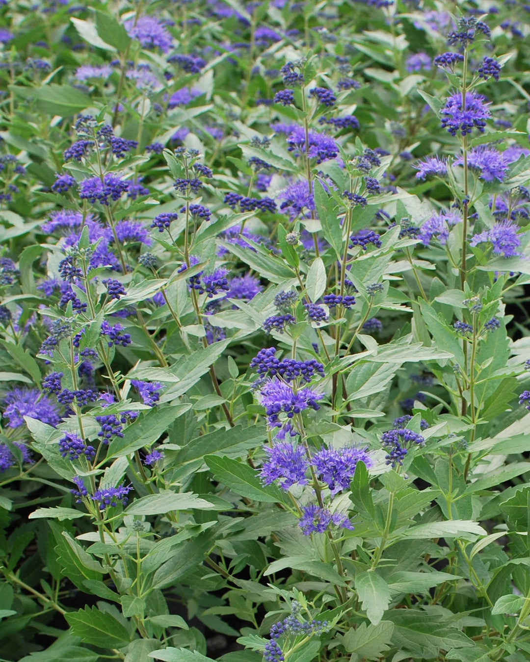 Caryopteris 'First Choice' (Blue Beard)