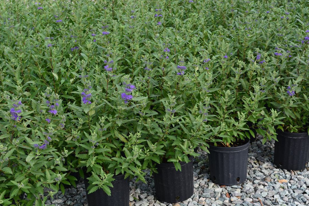 Caryopteris 'First Choice' (Blue Beard)