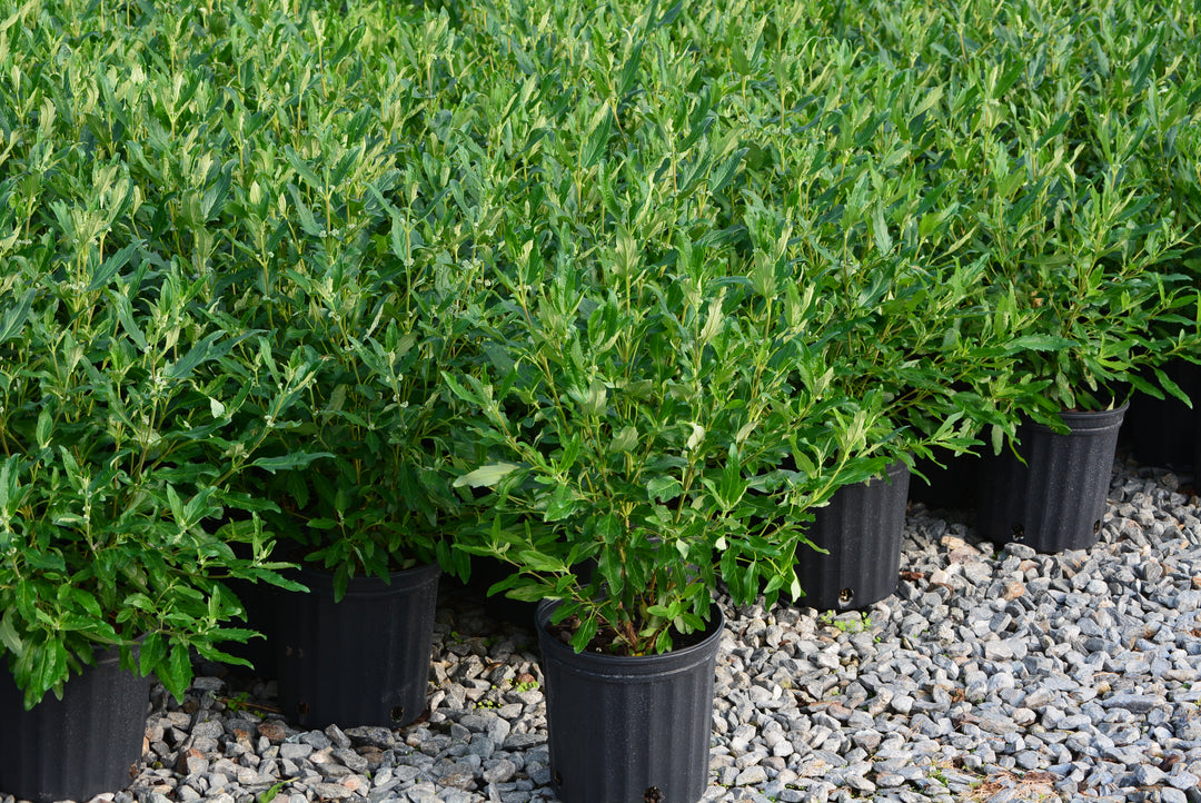 Caryopteris x clandonensis Grand Bleu® (Bluebeard)