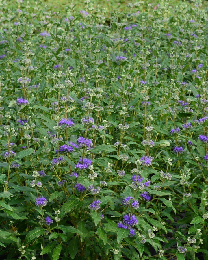 Caryopteris x clandonensis Grand Bleu® (Bluebeard)