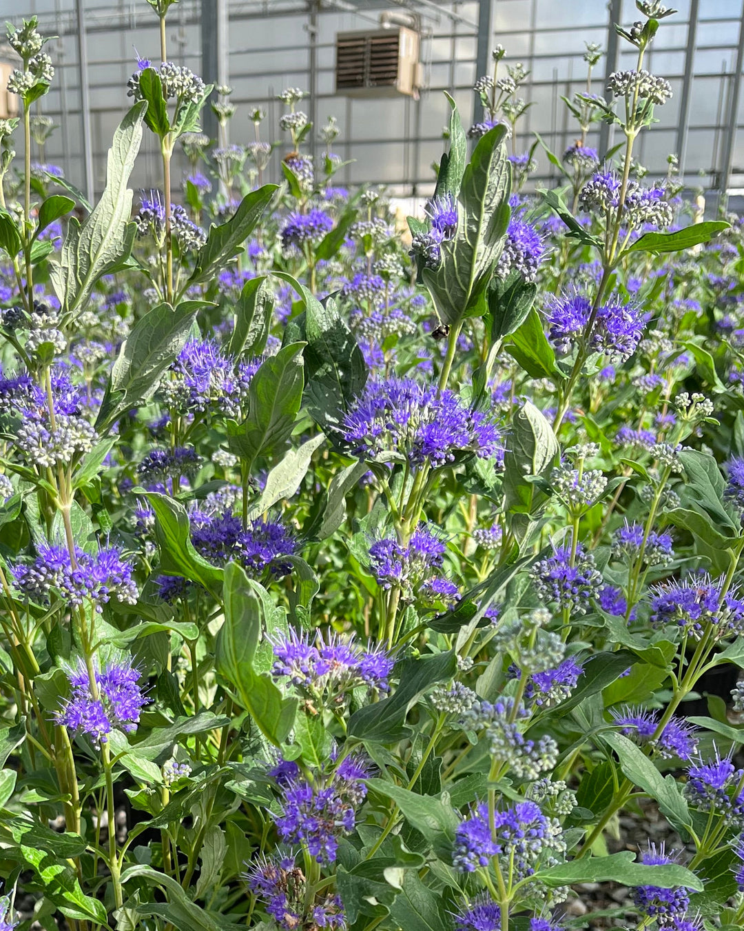 Caryopteris x clandonensis Grand Bleu® (Bluebeard)
