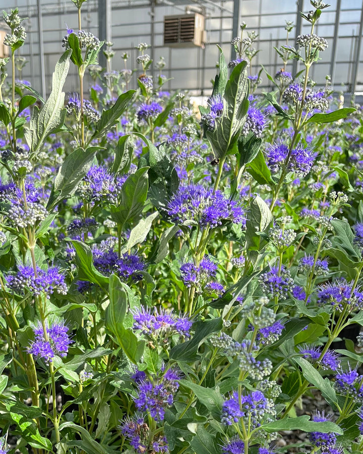 Caryopteris x clandonensis Grand Bleu® (Bluebeard)