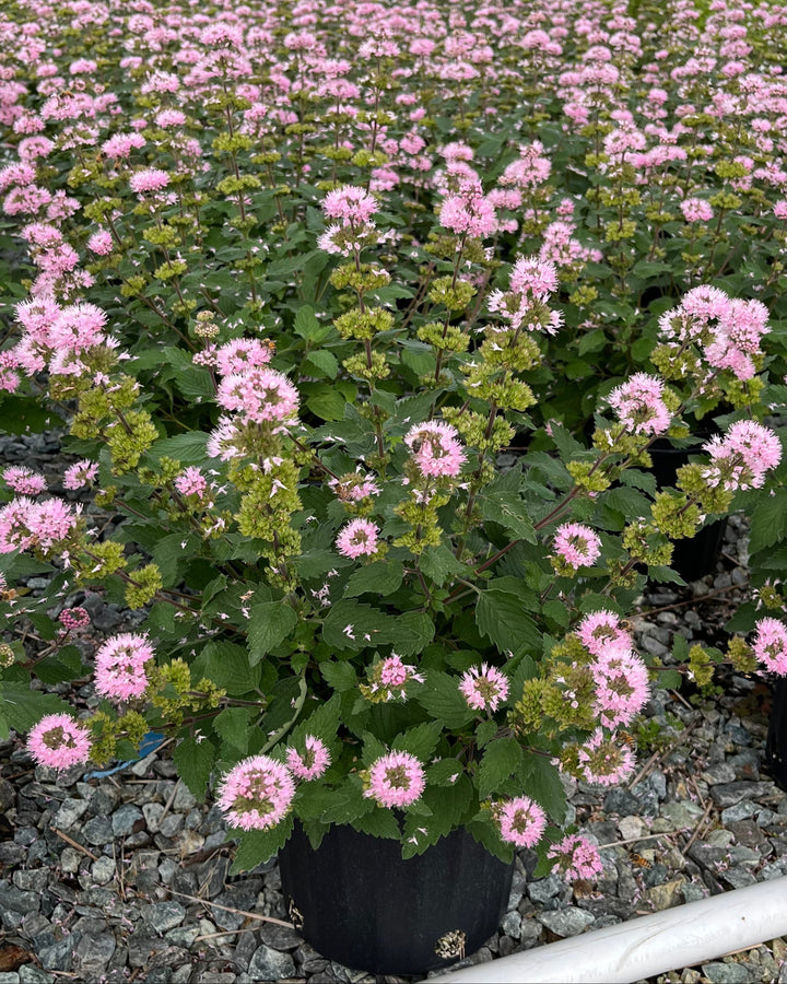 Caryopteris incana Pavillion™ Pink (Blue Beard)