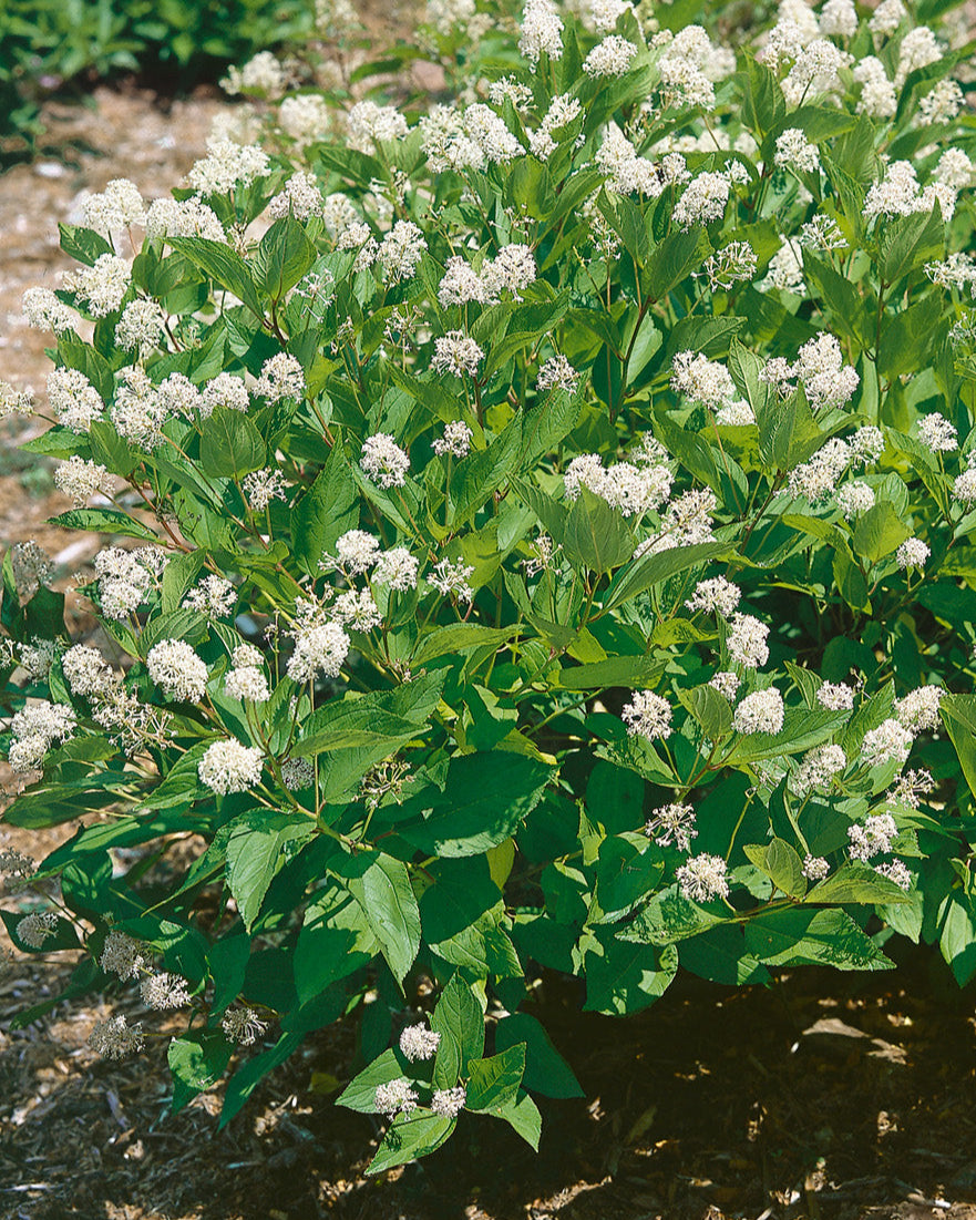 Ceanothus americanus (New Jersy Tea)