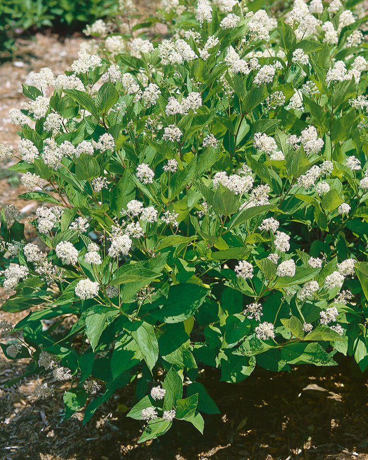Ceanothus americanus (New Jersy Tea)