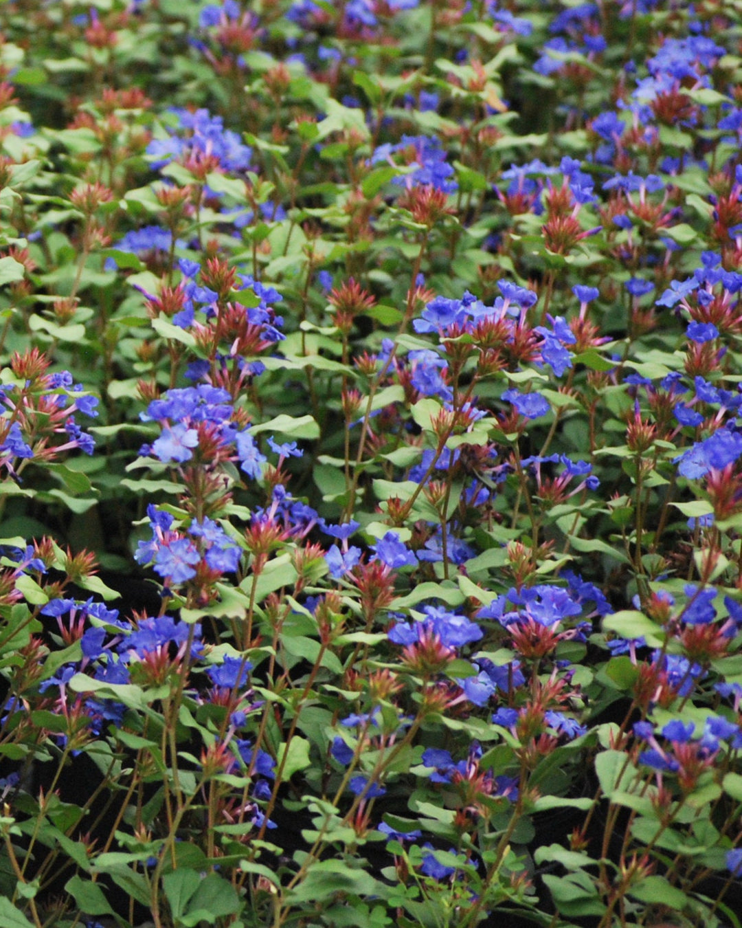 Ceratostigma plumbaginoides (Lead Wort)