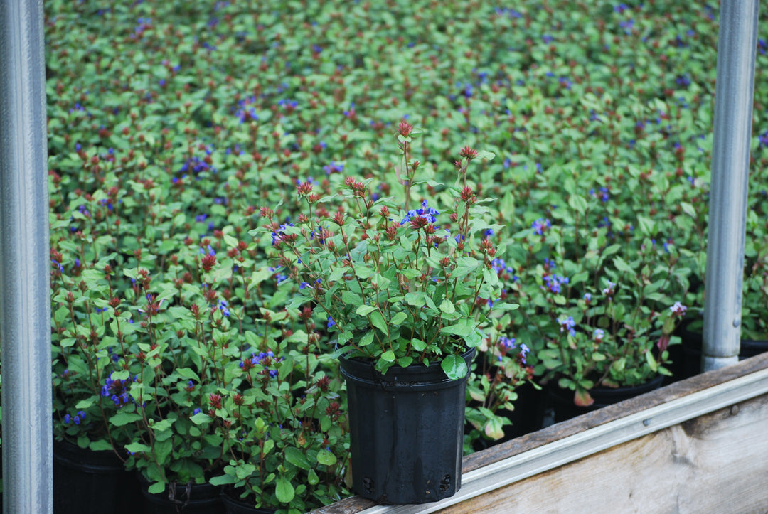 Ceratostigma plumbaginoides (Lead Wort)