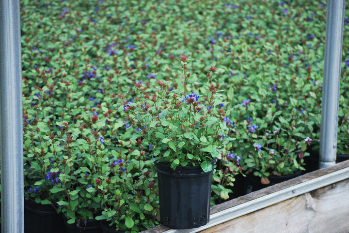 Ceratostigma plumbaginoides (Lead Wort)