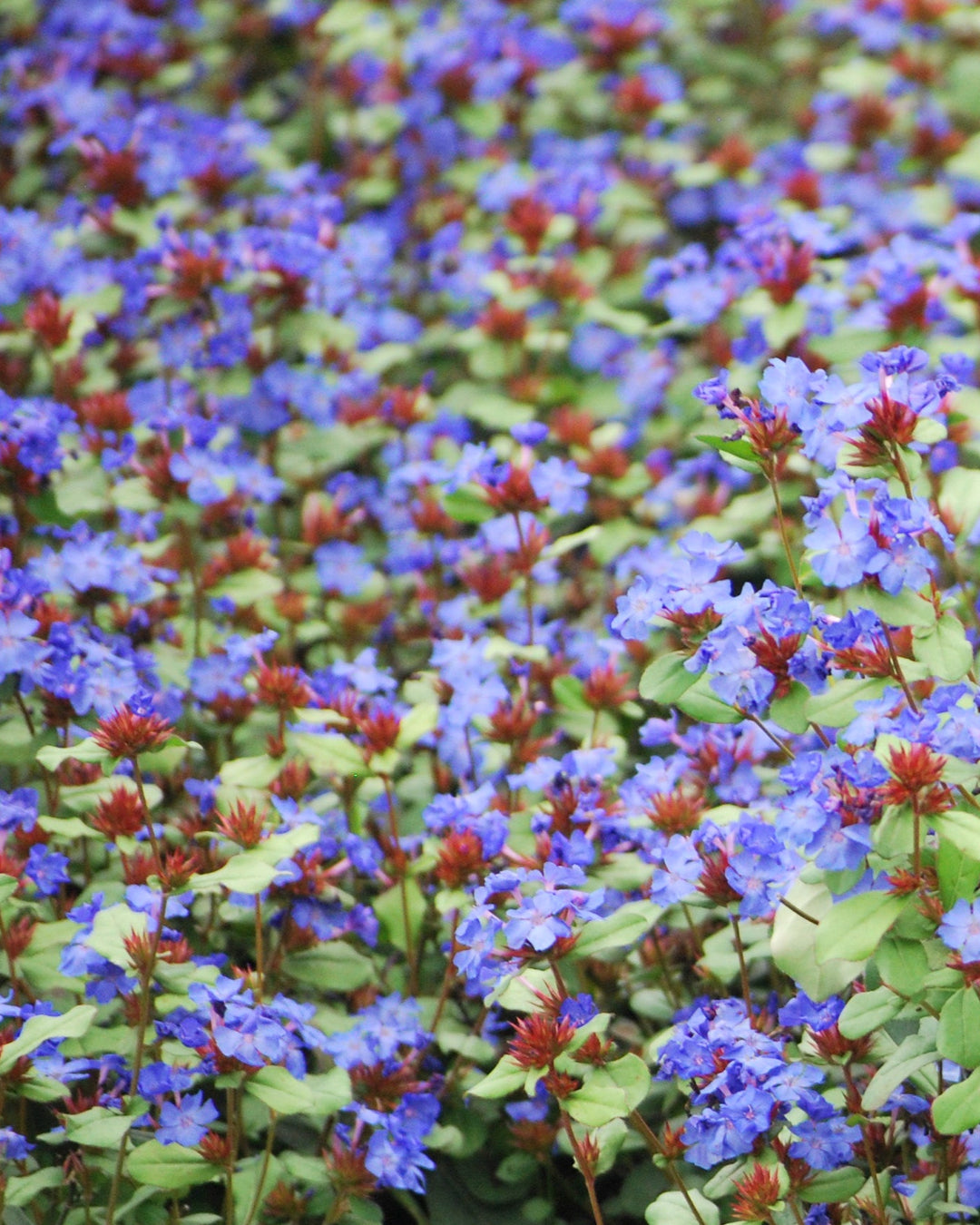 Ceratostigma plumbaginoides (Lead Wort)