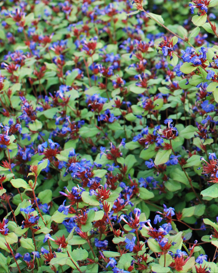 Ceratostigma plumbaginoides (Lead Wort)