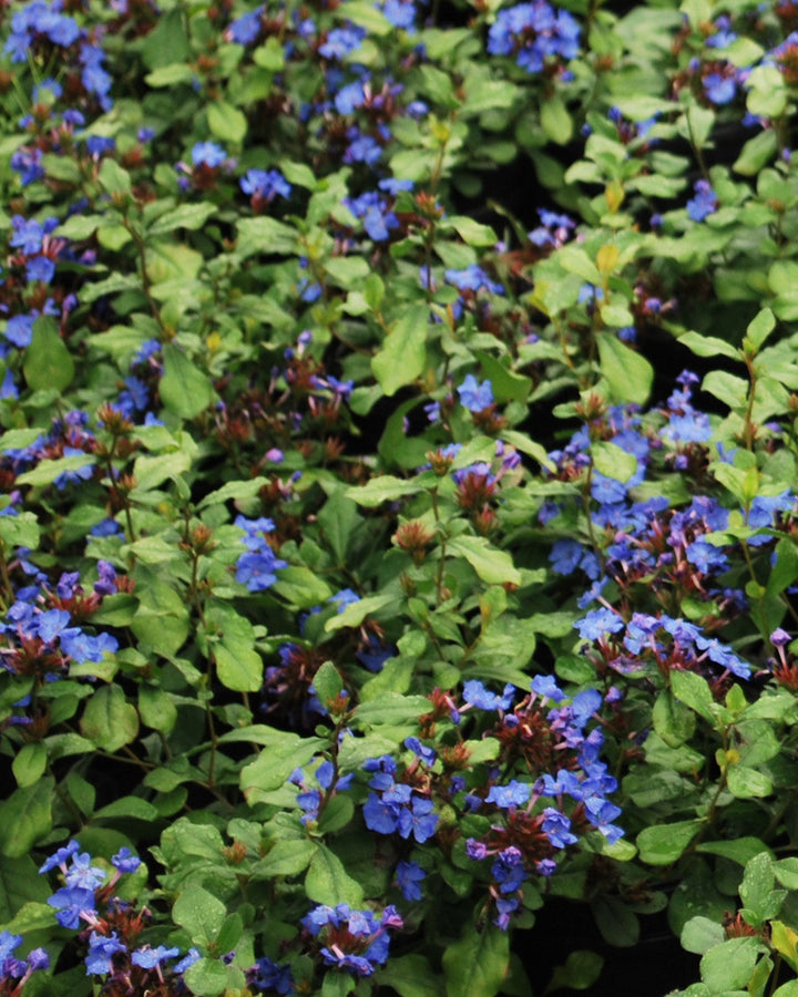 Ceratostigma plumbaginoides (Lead Wort)