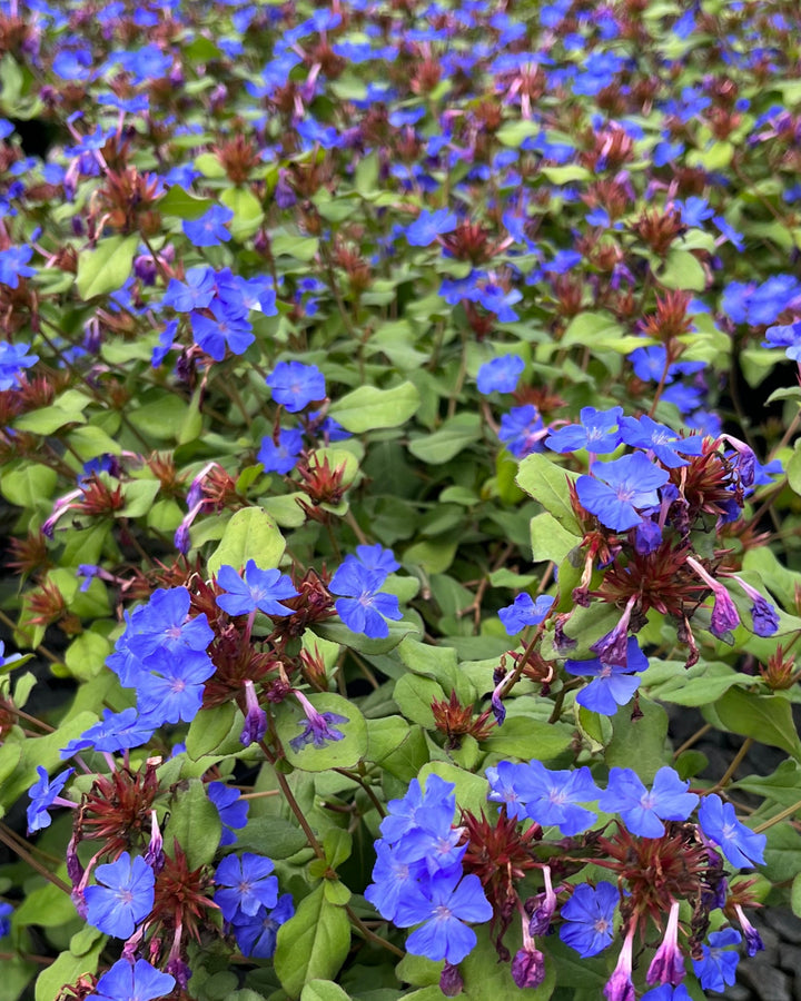 Ceratostigma plumbaginoides (Lead Wort)