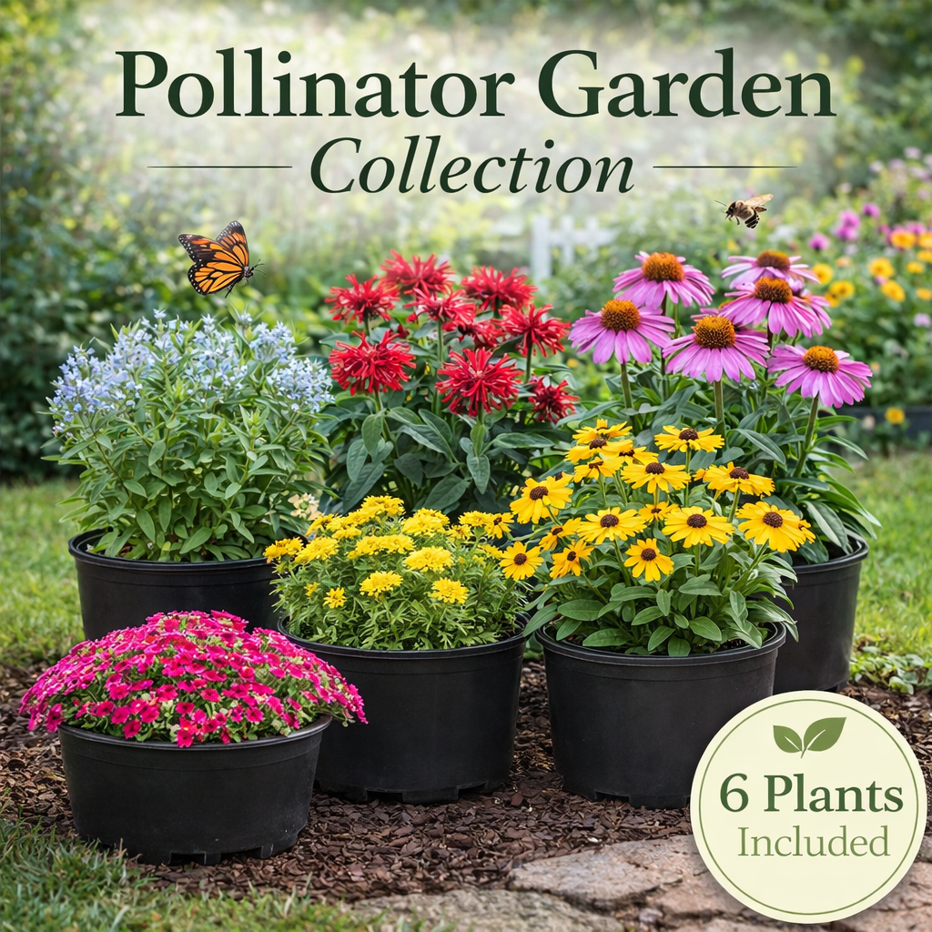 Pollinator Garden Collection – 6 Perennials for Bees, Butterflies & Hummingbirds