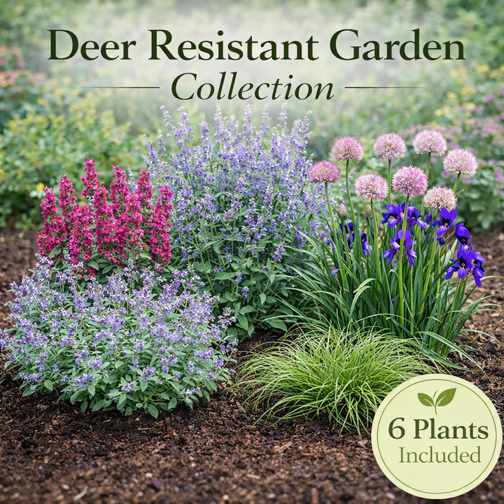 Deer Resistant Garden Collection – 6 Perennials for Low-Maintenance Landscapes
