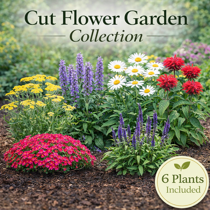 Continuous Bloom Cut Flower Garden Collection – 6 Perennials for Fresh Bouquets