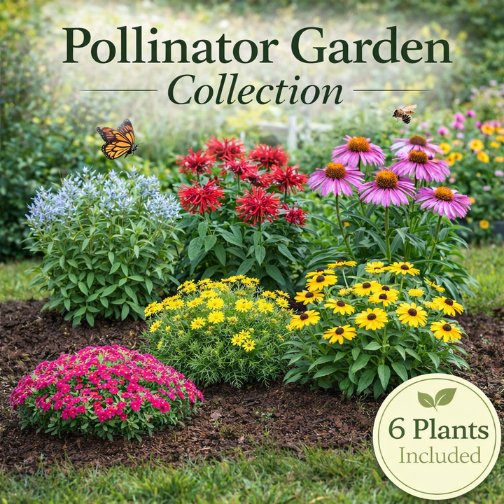 Pollinator Garden Collection – 6 Perennials for Bees, Butterflies & Hummingbirds