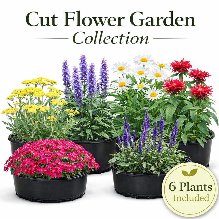 Continuous Bloom Cut Flower Garden Collection – 6 Perennials for Fresh Bouquets