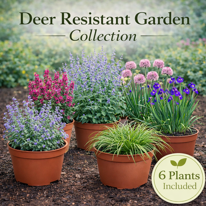 Deer Resistant Garden Collection – 6 Perennials for Low-Maintenance Landscapes