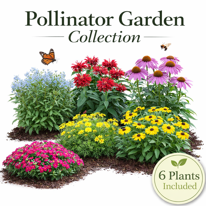 Pollinator Garden Collection – 6 Perennials for Bees, Butterflies & Hummingbirds