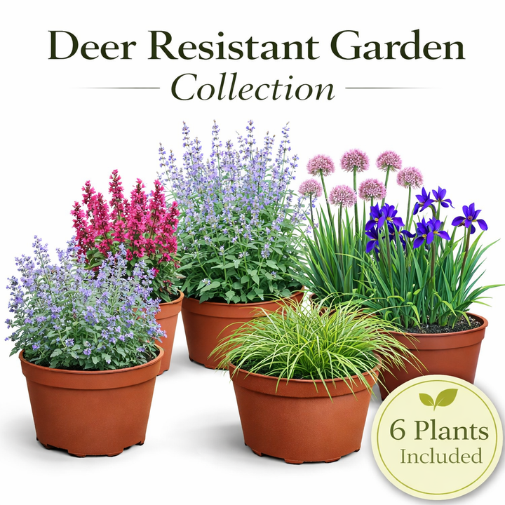 Deer Resistant Garden Collection – 6 Perennials for Low-Maintenance Landscapes