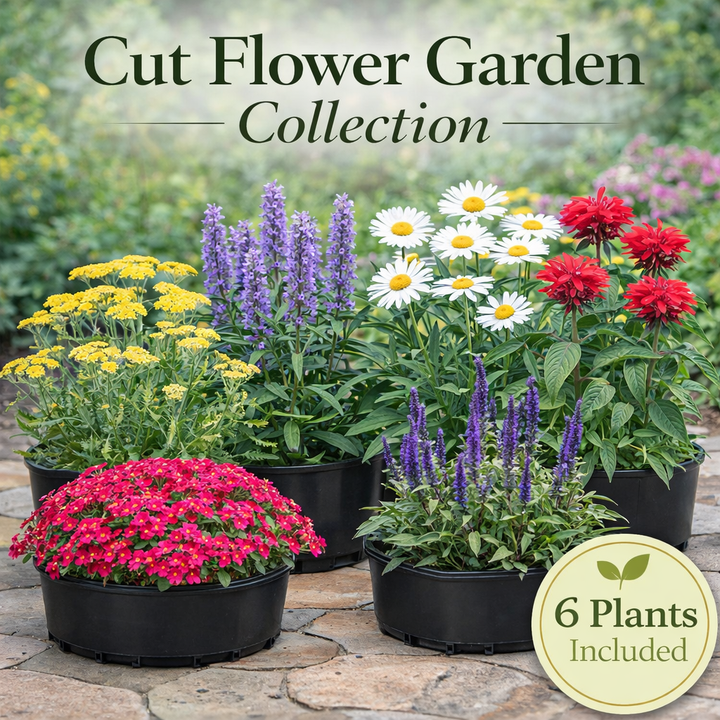 Continuous Bloom Cut Flower Garden Collection – 6 Perennials for Fresh Bouquets