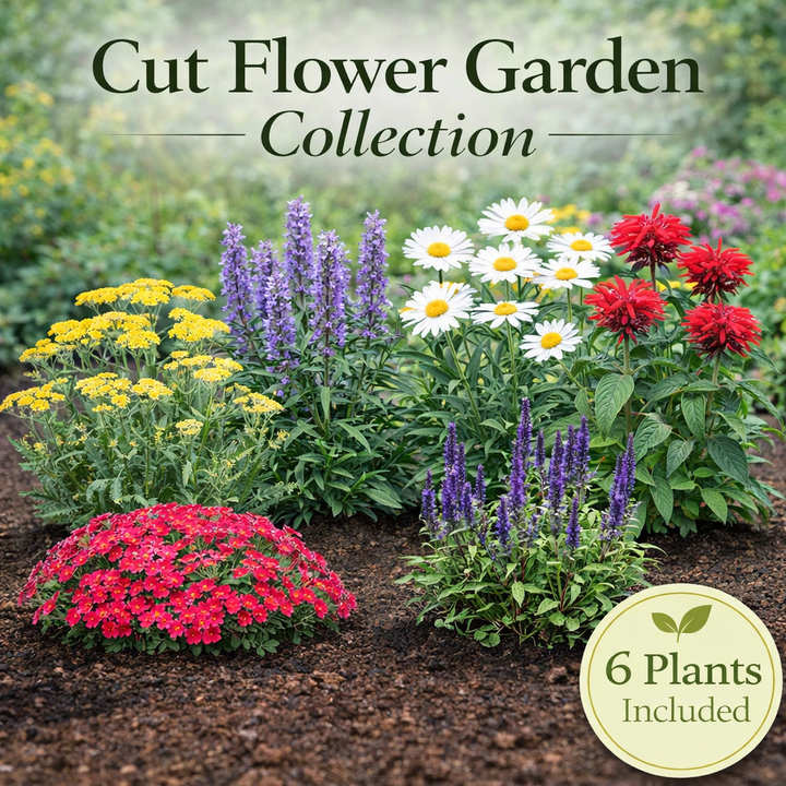 Continuous Bloom Cut Flower Garden Collection – 6 Perennials for Fresh Bouquets