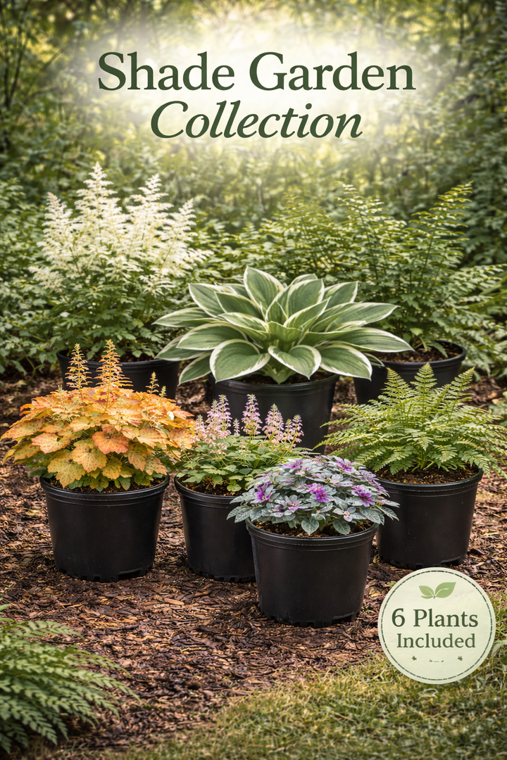 Shade Garden Collection – 6 Shade Loving Perennials