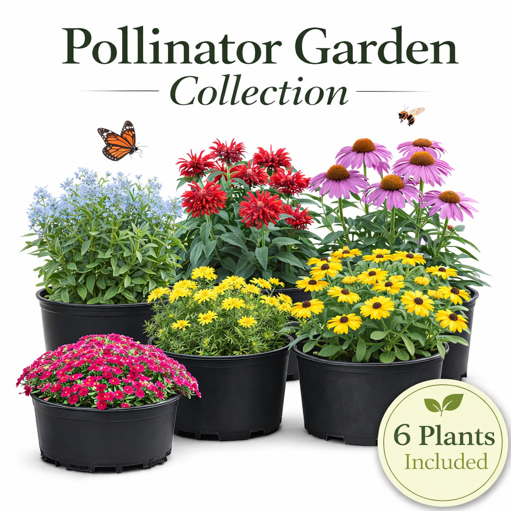 Pollinator Garden Collection – 6 Perennials for Bees, Butterflies & Hummingbirds