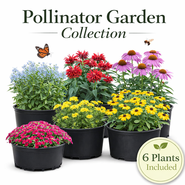 Pollinator Garden Collection – 6 Perennials for Bees, Butterflies & Hummingbirds