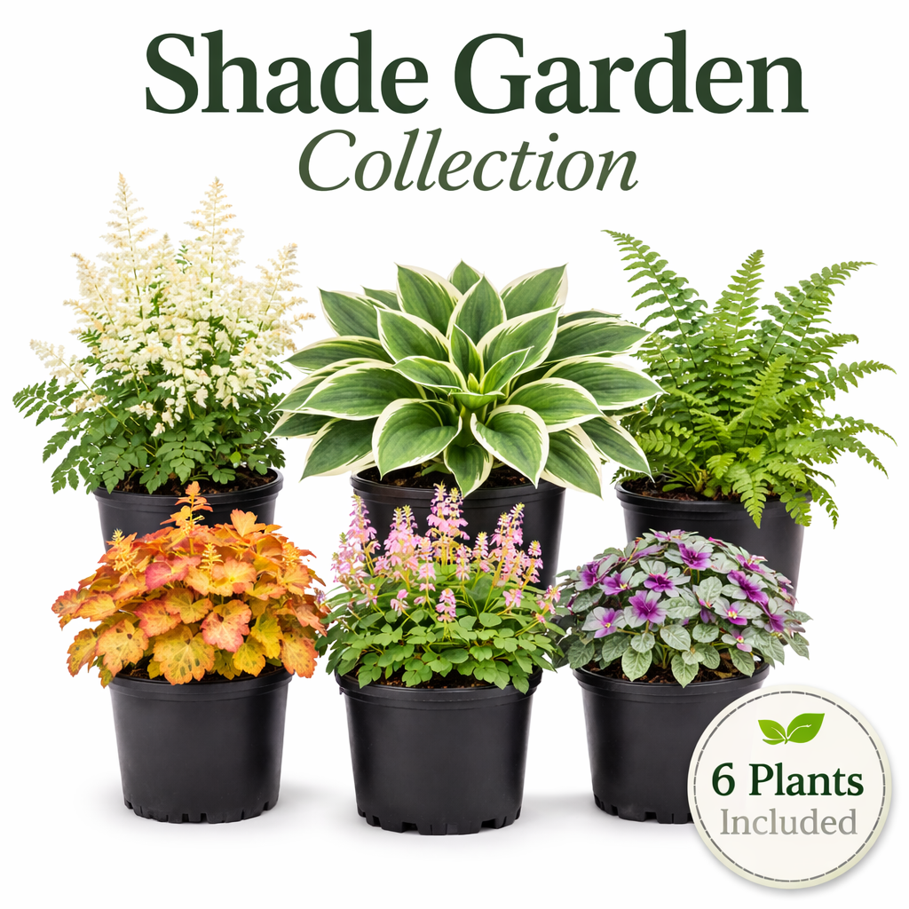 Shade Garden Collection – 6 Shade Loving Perennials