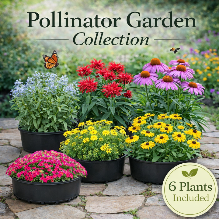 Pollinator Garden Collection – 6 Perennials for Bees, Butterflies & Hummingbirds
