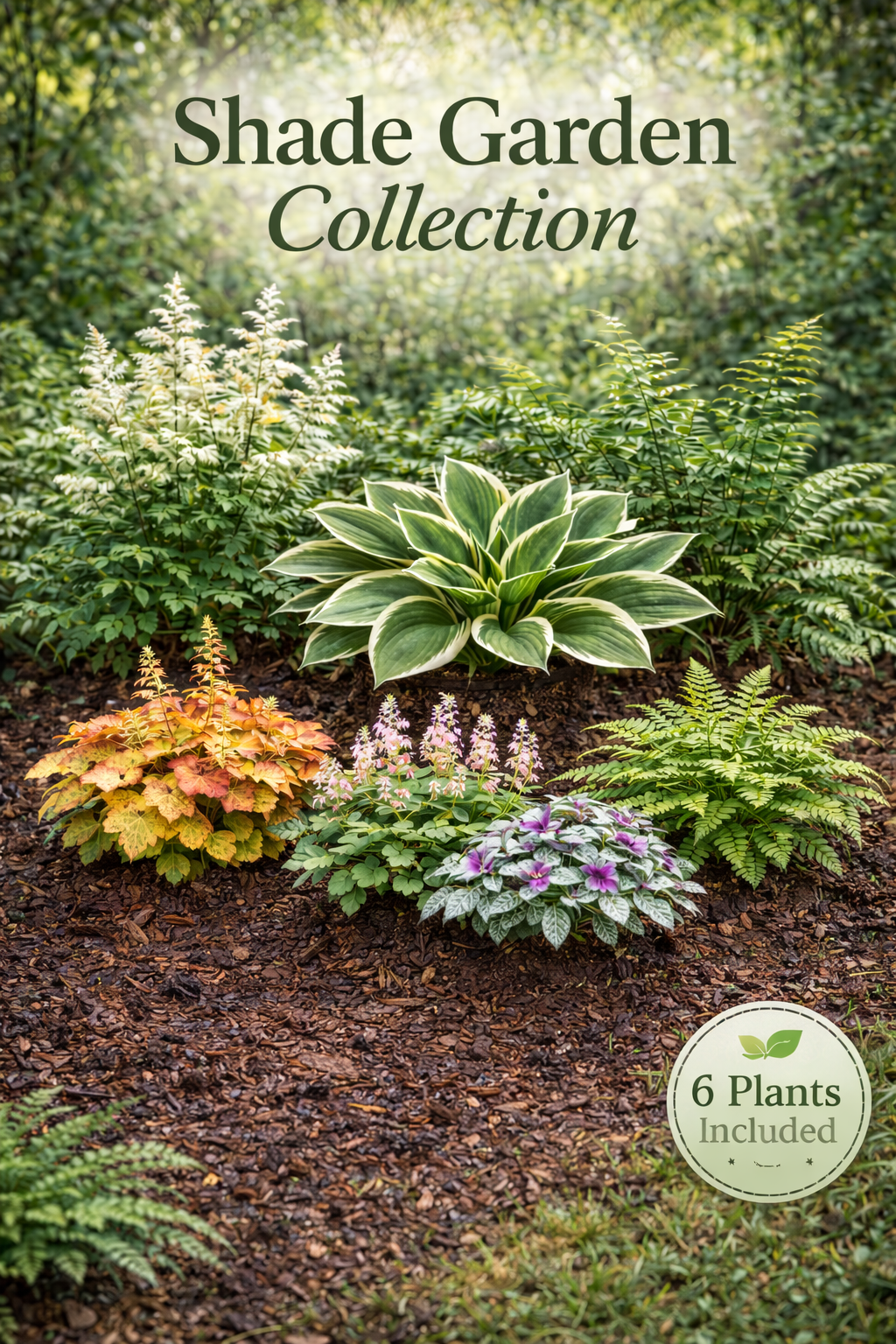 Shade Garden Collection – 6 Shade Loving Perennials