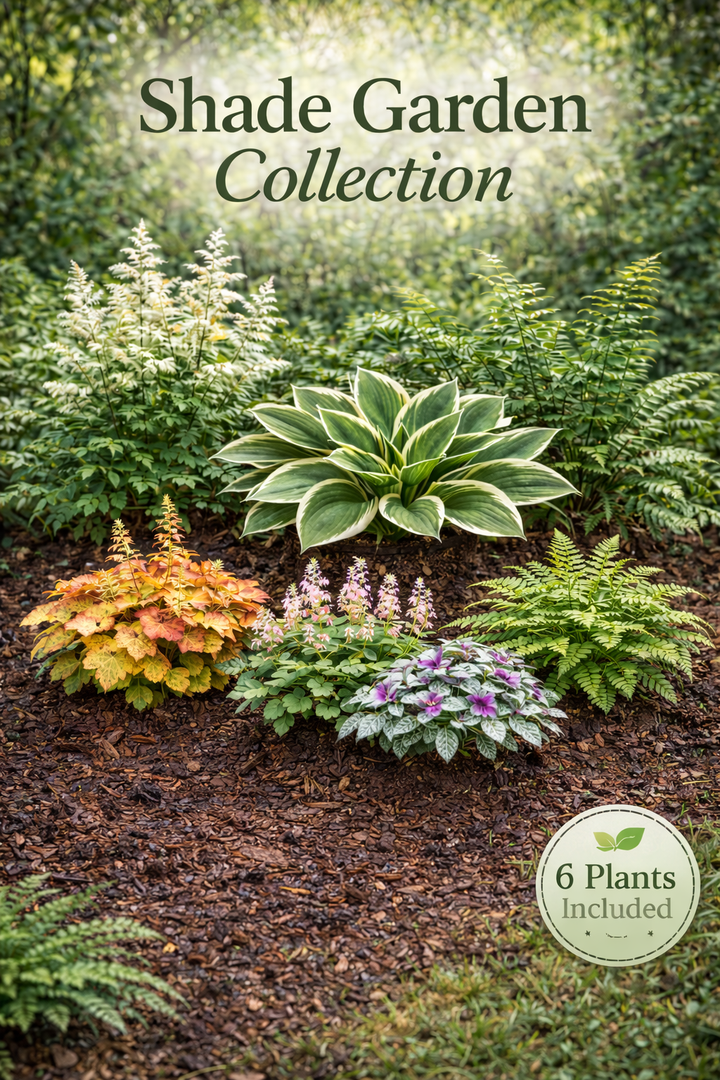 Shade Garden Collection – 6 Shade Loving Perennials