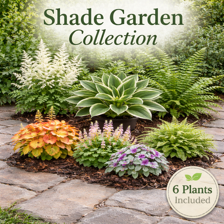 Shade Garden Collection – 6 Shade Loving Perennials