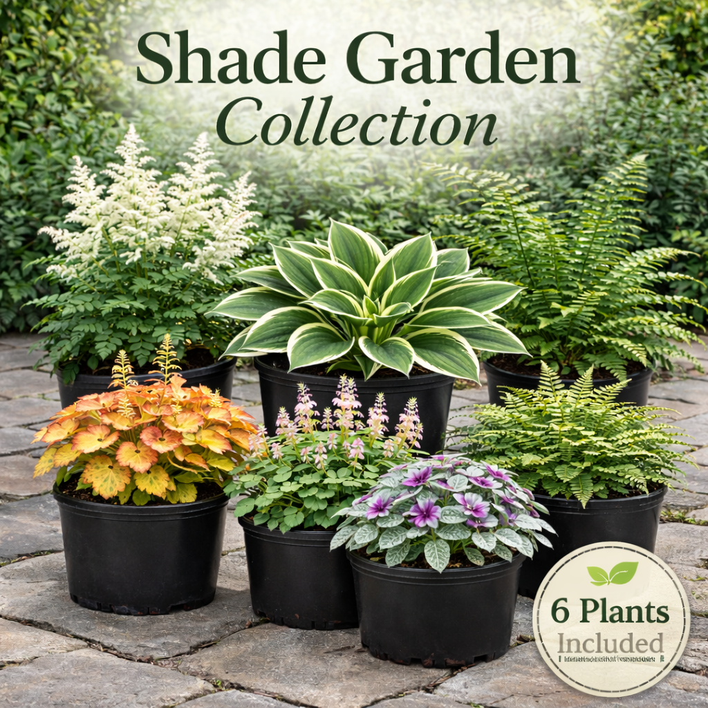 Shade Garden Collection – 6 Shade Loving Perennials