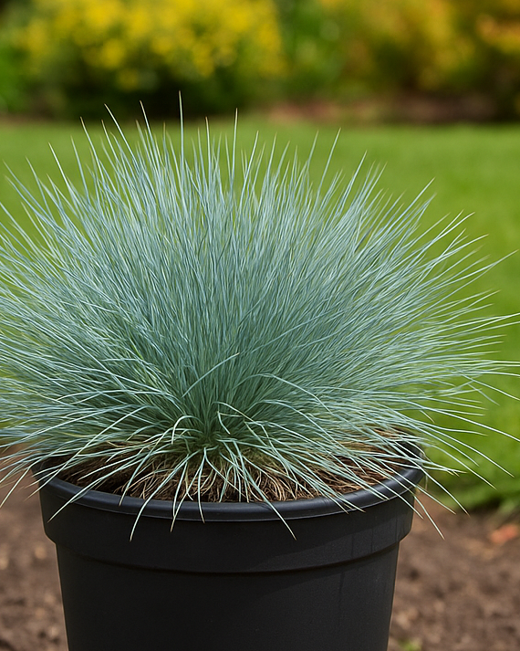 Festuca glauca 'Cool as Ice' (Blue Fescue)