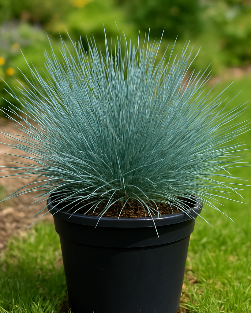 Festuca glauca 'Cool as Ice' (Blue Fescue)