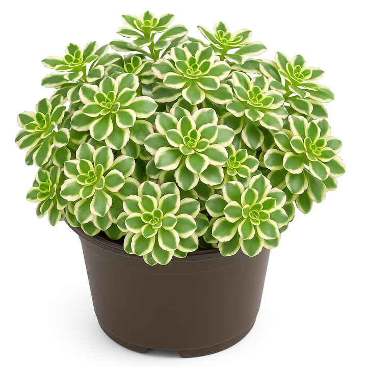 Sedum Spurium ‘What A Doozie’ (Stonecrop)