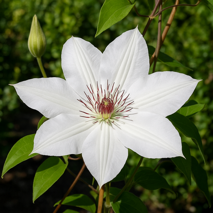 Clematis 'Henryii' (Hybrid Clematis)