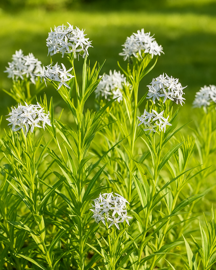 Amsonia x 'Butterscotch™ (Bluestar)